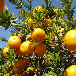 Chinotto, Myrtle-leaved Orange Tree